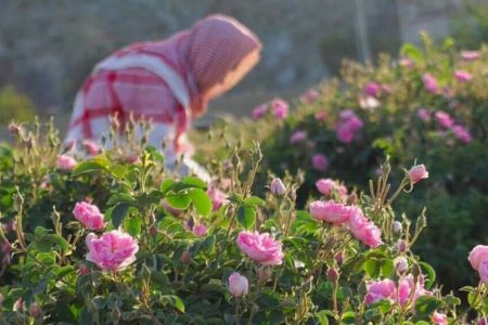 Taif Summer Getaway Package (3 days 2 nights)